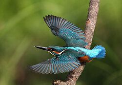Eisvogel