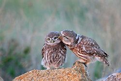 Little Owl