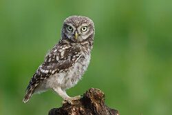 Little Owl