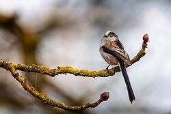 Long-Tailed Tit
