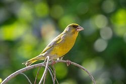 Greenfinch