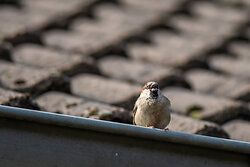 House Sparrow