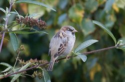House Sparrow