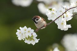 Tree sparrow