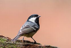 Coal Tit