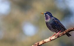 Starling