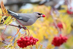 Pestvogel