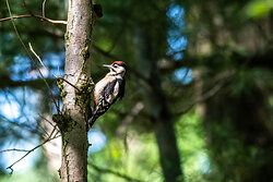 Great Spotted Woodpecker