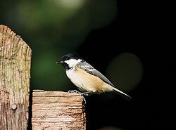 Coal Tit