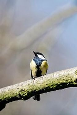  Great Tit