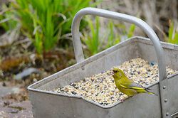 Greenfinch