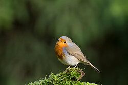Robin