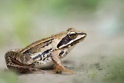 Moorfrosch