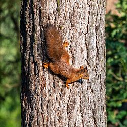 Eurasische Eichhörnchen
