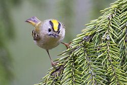 Wintergoldhähnchen