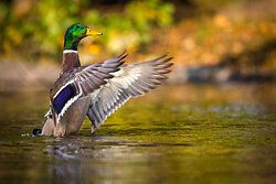 Stockente