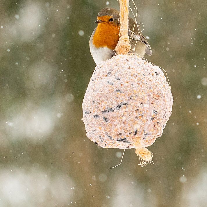 Robin_Fat_Ball_-712x712