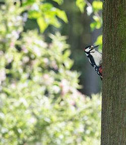 Great Spotted Woodpecker