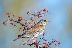 Kramsvogel