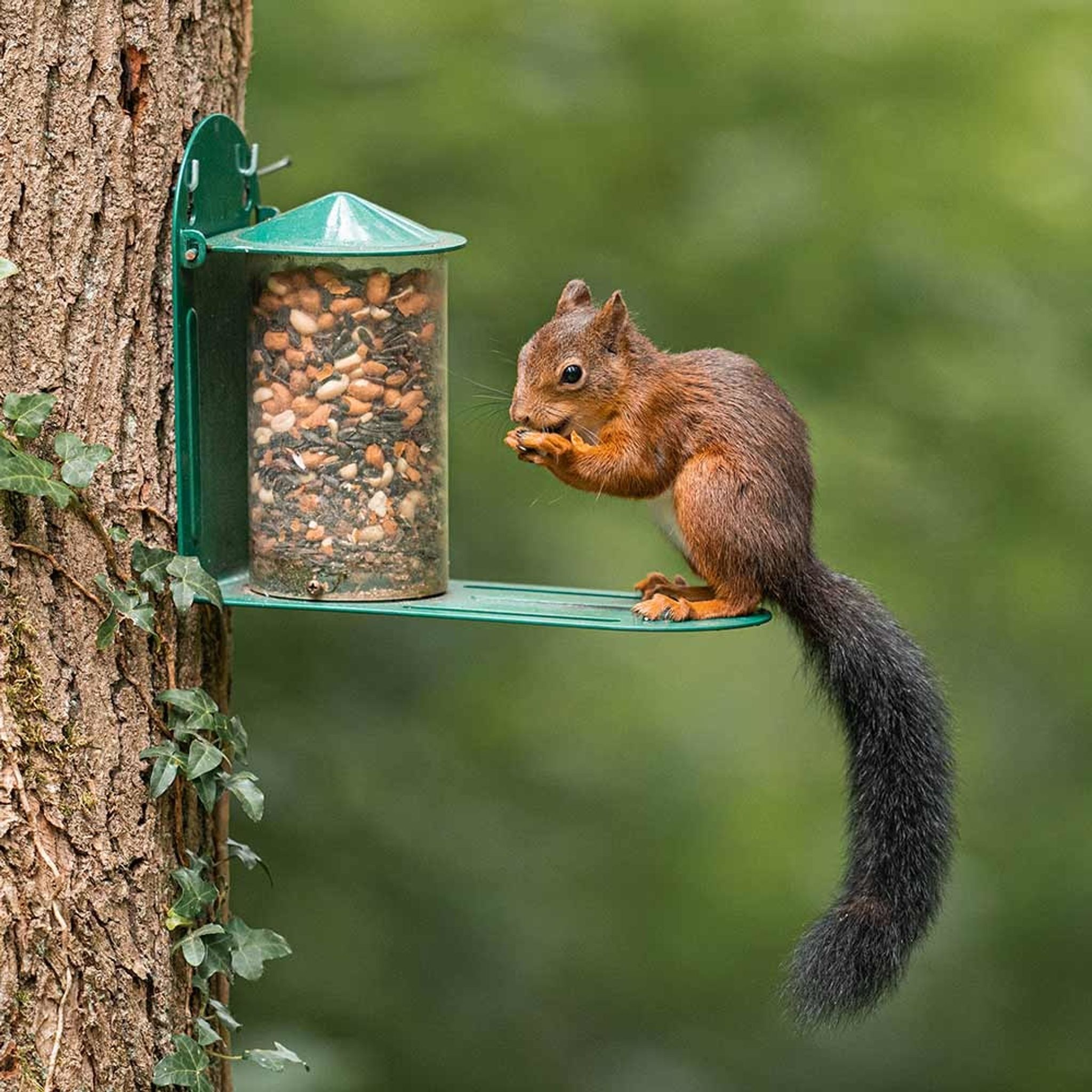 Foto van een eekhoorn op een metale voederhuis aan de boom