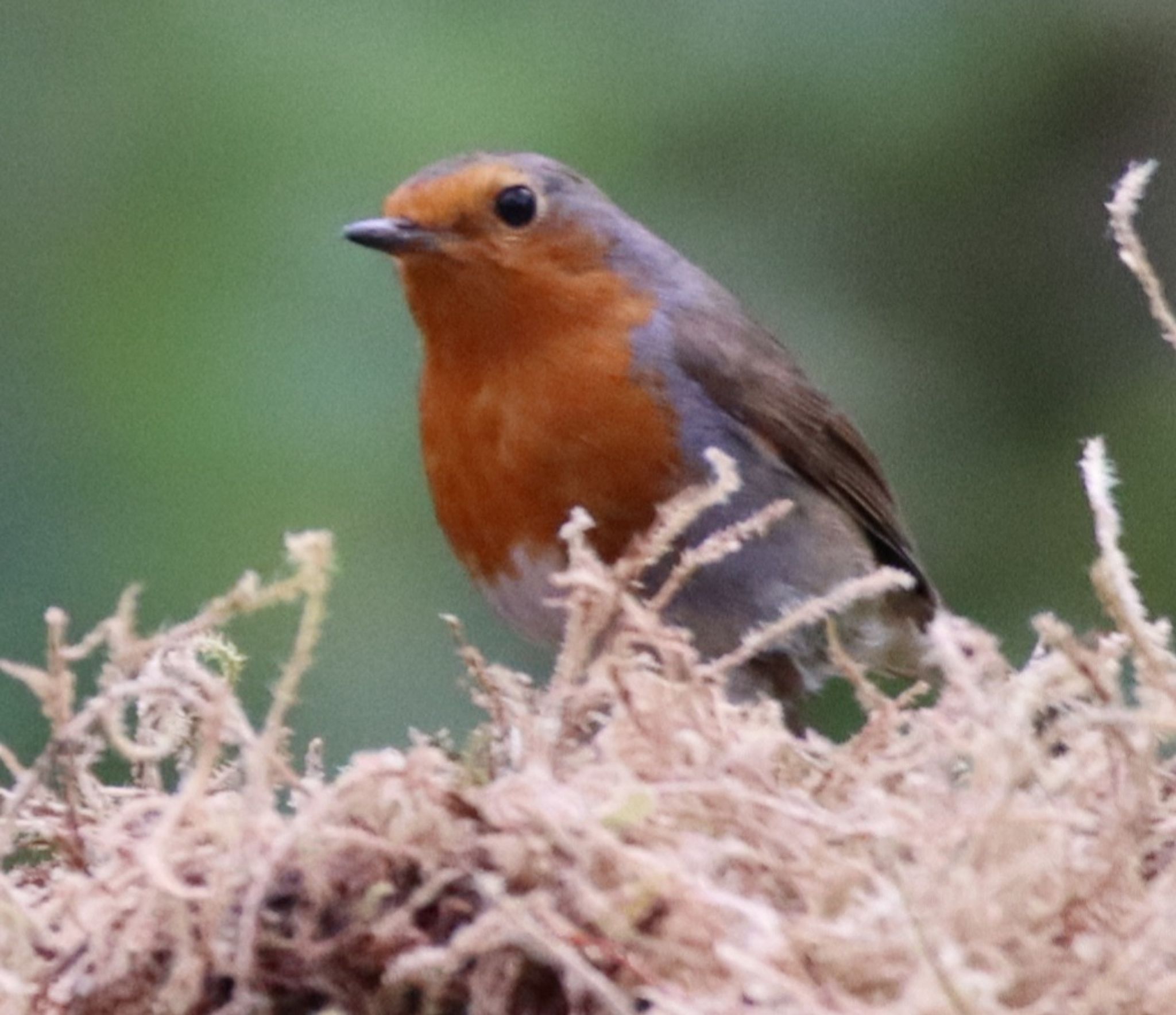 Infographic about different types of nest boxes
