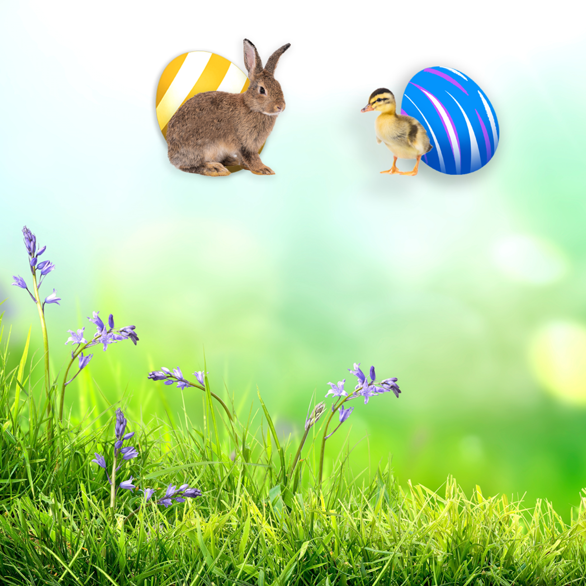 TESTMOBILE---1000-x-1000