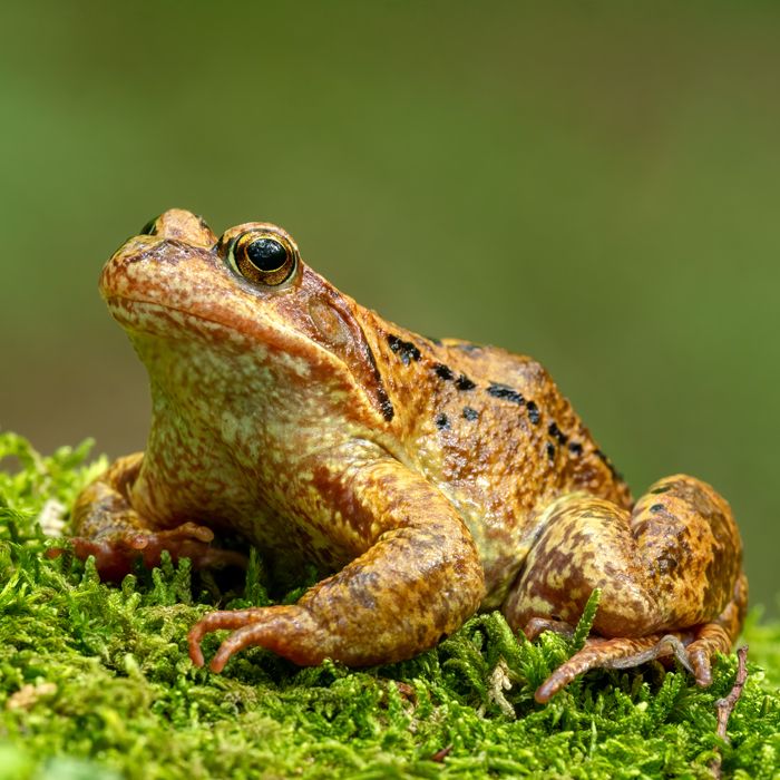 Bruine kikker