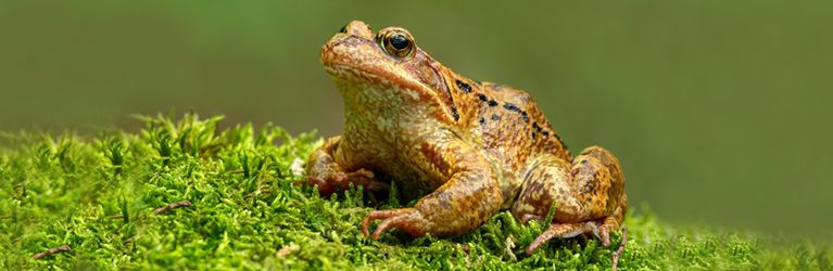 Bruine kikker