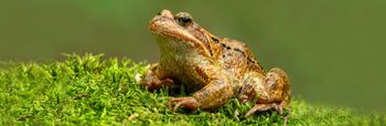 Bruine kikker