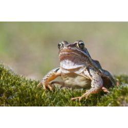 Moorfrosch