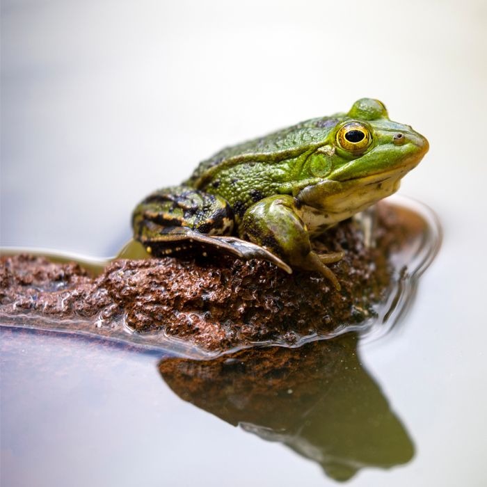 Kleiner Wasserfrosch