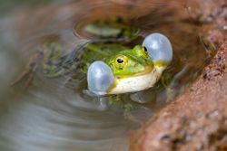 Kleiner Wasserfrosch