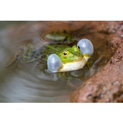 Kleiner Wasserfrosch