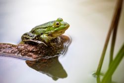 Kleiner Wasserfrosch