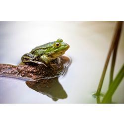 Kleiner Wasserfrosch