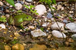 Kleiner Wasserfrosch