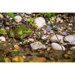 Kleiner Wasserfrosch