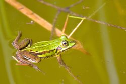Kleiner Wasserfrosch