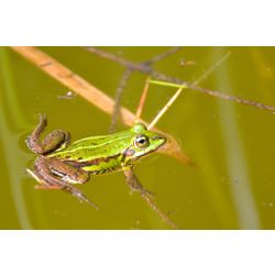 Kleiner Wasserfrosch