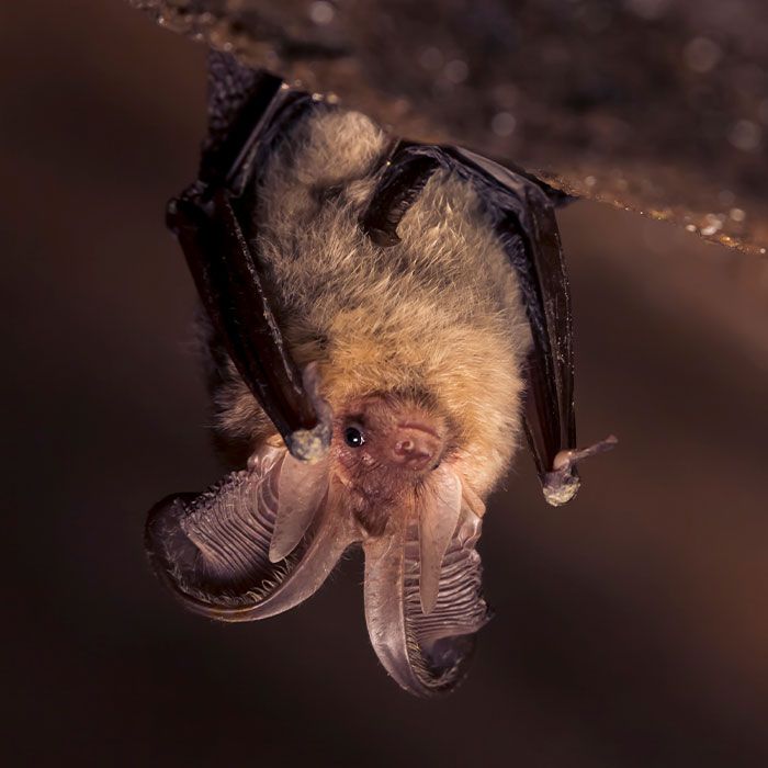 Grootoorvleermuis