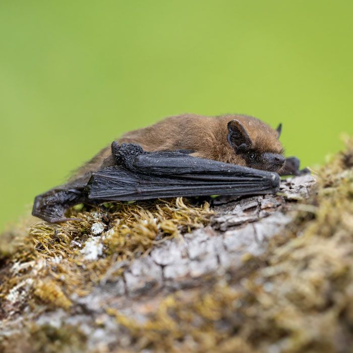 Gewone dwergvleermuis