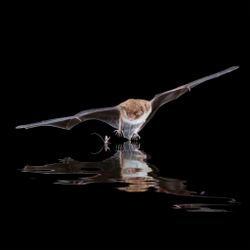 Wasserfledermaus
