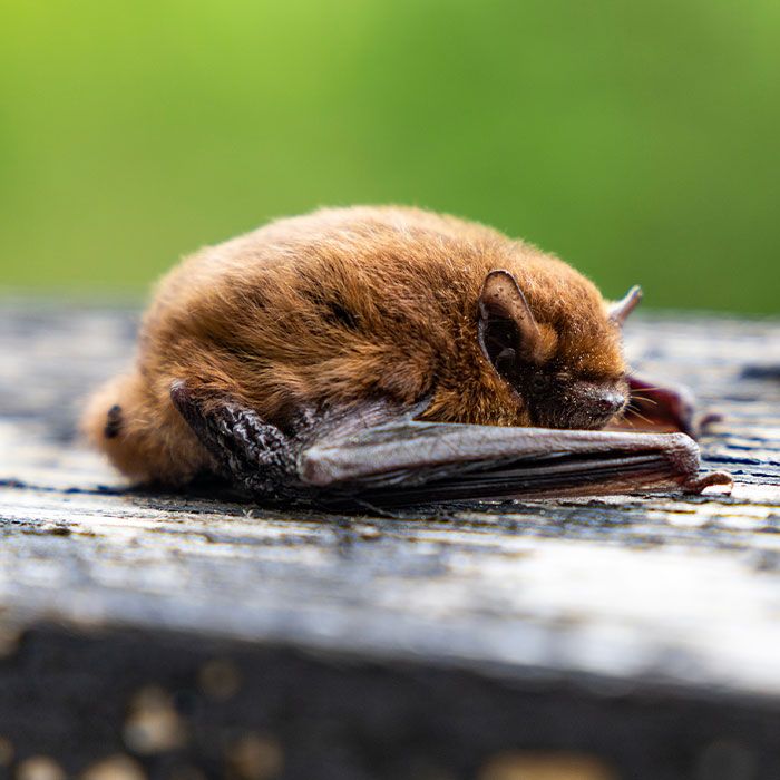 Ruige Dwergvleermuis