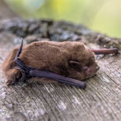 Rauhautfledermaus