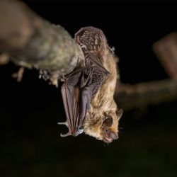 Breitflügelfledermaus