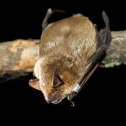 Breitflügelfledermaus