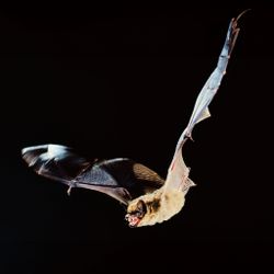 Breitflügelfledermaus