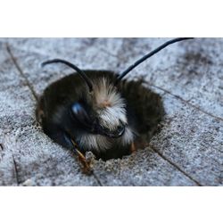 Gehörnte Mauerbiene