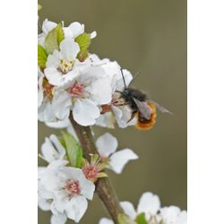 Gehörnte Mauerbiene