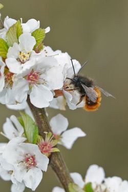 Gehörnte Mauerbiene